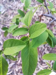 Obraz premium green leaves in the garden
