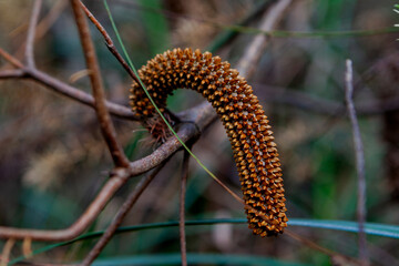 The Castle Walking Track, Budawang National Park, New South Wales, Australia