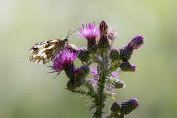 Marbled White Butterfly on Thistle Flower