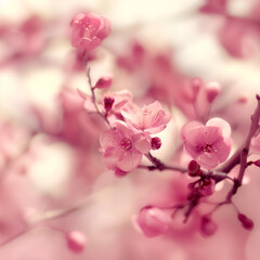 pink cherry blossom