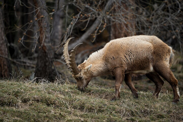 portrait of a wild capricorn ibex in the swiss mountains portrait Switzerland, Engadin, Graubunden, Grisons, Pontresina in April