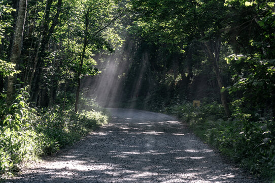 path in the forest with light passing through