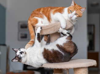 two domestic white cats play together on a scratching tower
