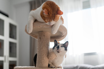 two domestic white cats play together on a scratching tower