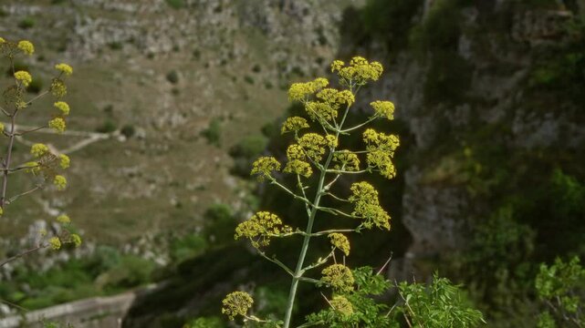 Ferula communis, commonly known as giant fennel, grows vibrantly in the rocky terrain of puglia, italy, with its distinctive umbrella-shaped yellow flowers highlighting the mediterranean landscape.