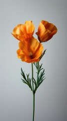 Naklejka premium California Wildflowers