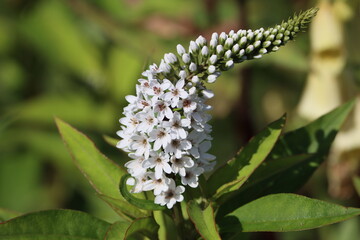 Sweden. Lysimachia is a genus consisting of 193 accepted species of flowering plants traditionally classified in the family Primulaceae. 