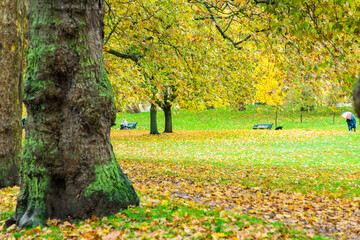London, UK - Trees in a park in autumn