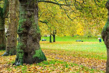London, UK - Trees in a park in autumn