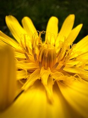 Fototapeta premium Yellow flower closeup