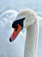 Swan on the water
