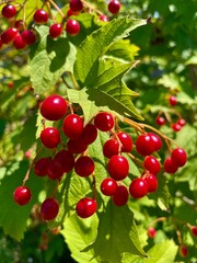 red currant bush