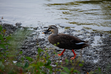 duck on the water