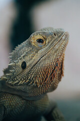 A detailed close-up shot of a bearded dragon lizard, highlighting the intricate texture of its scales and vibrant colors