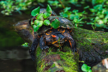 A turtle with green plants growing on its shell, resting by the water on a mossy log, creating a unique and vibrant scene