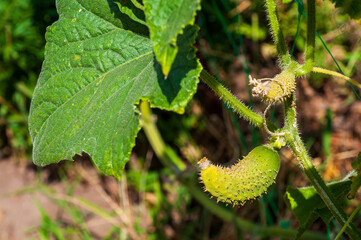 Fototapeta premium A small cucumber affected by drought and extreme heat, showing signs of yellowing