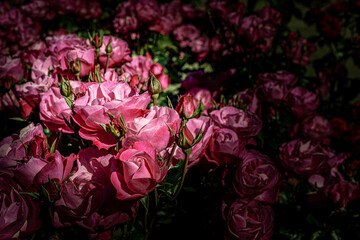 Obraz premium Pink roses in the sun and roses in the shade in Te Anau, New Zealand
