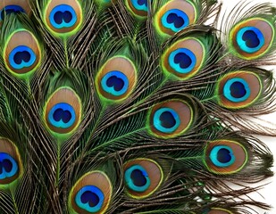 Obraz premium Close Up of Peacock Feathers With Eye Spots, beautiful background