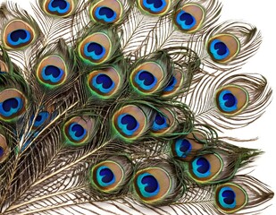 Obraz premium Close Up of Peacock Feathers With Eye Spots, beautiful background