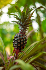 Fototapeta premium pineapple on the tree