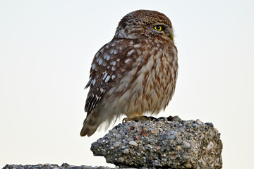 Steinkauz (Athene noctua) sitzt auf einem Stein // Little owl (Athene noctua)  - Milos, Greece