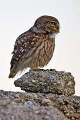 Steinkauz (Athene noctua) sitzt auf einem Stein // Little owl (Athene noctua)  - Milos, Greece