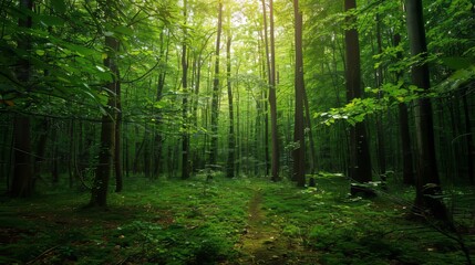 Obraz premium Isolated forest with no people. Useful as a wallpaper for websites or online advertising. 