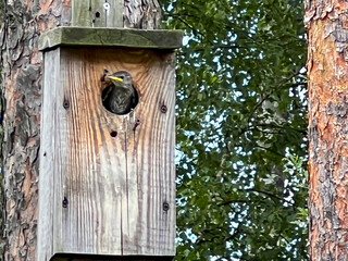A nesting house for starlings in a tree in the forest close to houses with a young starling looking out for a 