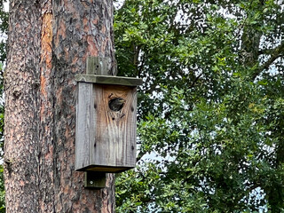A nesting house for starlings in a tree in the forest close to houses with a young starling looking out for a "food delivery"