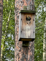 A nesting house for starlings in a tree in the forest close to houses with a young starling looking out for a 