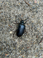 Leather longhorn beetle in the city park in Blachownia near Czestochowa in Poland