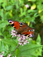 Motyl