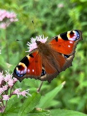 Motyl