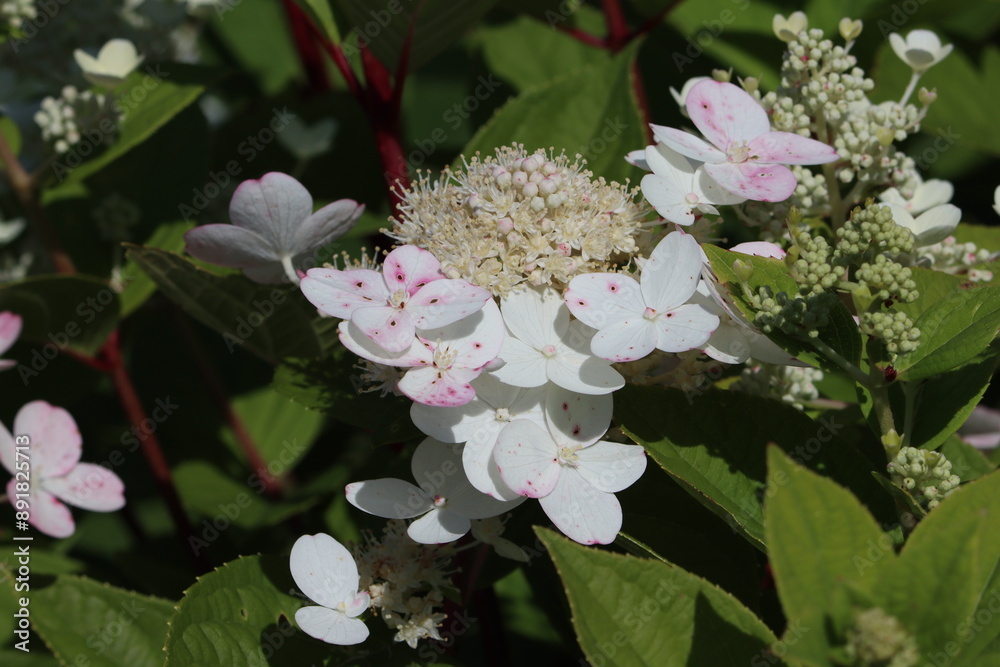 Poster Sweden. Hydrangea paniculata, or panicled hydrangea, is a species of flowering plant in the family Hydrangeaceae native to southern and eastern China, Korea, Japan and Russia.  