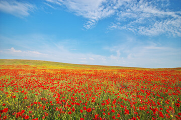 Spring poppy flowers in meadow.
