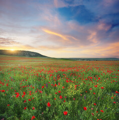 Spring poppy flowers in meadow