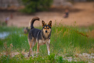 german shepherd dog