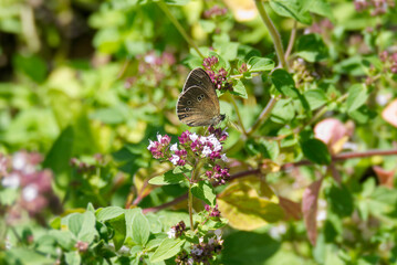Ringlet (Aphantopus hyperantus) butterfly sitting on a pink flower in Zurich, Switzerland
