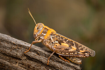 A grasshopper photographed in great detail. Calliptamus italicus. Nature background.