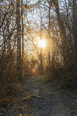 Obraz premium Beautifully shining sun through high and thin trees at morning in mountains