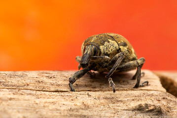 Bug. Cryptorhynchus Curculionidae.  Close-up photo. Nature background. 