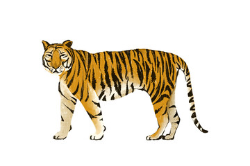 Obraz premium tiger Hand drawn illustration on a transparent background with various tags including tiger, animal, cat, mammal, wildlife, feline, nature, predator, bengal, zoo, stripes, and carnivore