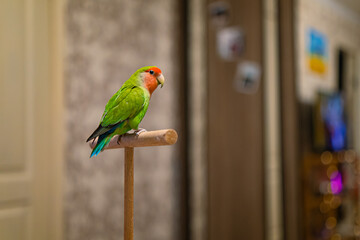 Cute lovebird parrot.pet african parrot.caring for animals.cute video.Funny parrots.Home pet parrot.The best birds.Beautiful photo of a bird.Ornithology.caring for the animal.bird pet.funny photo.  © Daria