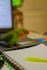 Cute lovebird parrot.pet african parrot.caring for animals.cute video.Funny parrots.Home pet parrot.The best birds.Beautiful photo of a bird.Ornithology.caring for the animal.bird pet.funny photo.  © Daria