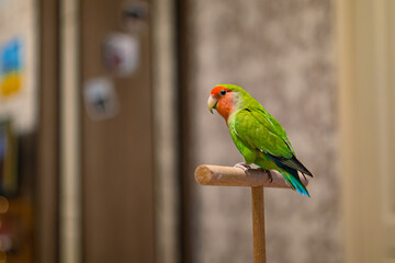 Cute lovebird parrot.pet african parrot.caring for animals.cute video.Funny parrots.Home pet parrot.The best birds.Beautiful photo of a bird.Ornithology.caring for the animal.bird pet.funny photo.  © Daria
