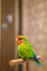 Cute lovebird parrot.pet african parrot.caring for animals.cute video.Funny parrots.Home pet parrot.The best birds.Beautiful photo of a bird.Ornithology.caring for the animal.bird pet.funny photo.
