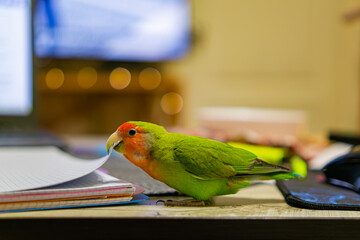 Cute lovebird parrot.pet african parrot.caring for animals.cute video.Funny parrots.Home pet parrot.The best birds.Beautiful photo of a bird.Ornithology.caring for the animal.bird pet.funny photo.  © Daria