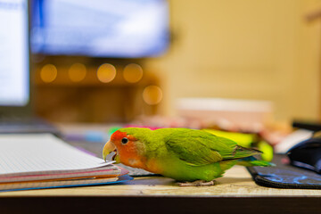 Cute lovebird parrot.pet african parrot.caring for animals.cute video.Funny parrots.Home pet parrot.The best birds.Beautiful photo of a bird.Ornithology.caring for the animal.bird pet.funny photo.  © Daria