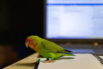 Cute lovebird parrot.pet african parrot.caring for animals.cute video.Funny parrots.Home pet...