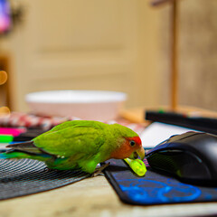 Cute lovebird parrot.pet african parrot.caring for animals.cute video.Funny parrots.Home pet parrot.The best birds.Beautiful photo of a bird.Ornithology.caring for the animal.bird pet.funny photo.  © Daria